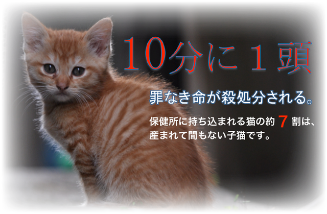 基金 公益 財団 法人 どうぶつ どうぶつ基金｜ふるた動物病院による公益財団法人どうぶつ基金への活動支援