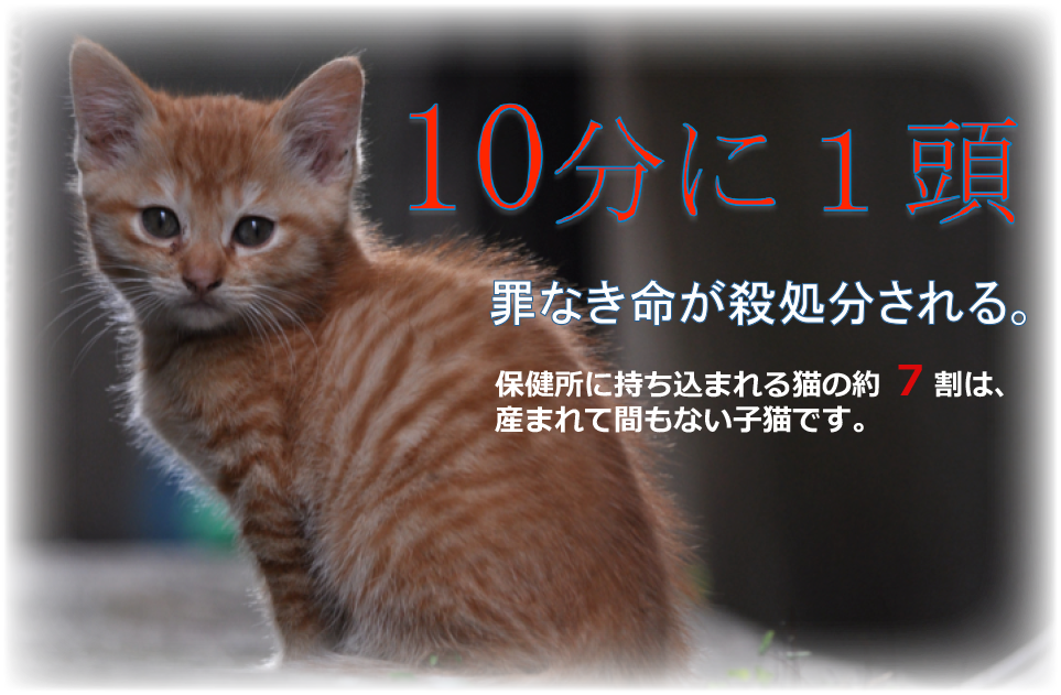 6分に1頭 罪なき命が殺処分される。保健所に持ち込まれる猫の約7割は、産まれて間もない子猫です。