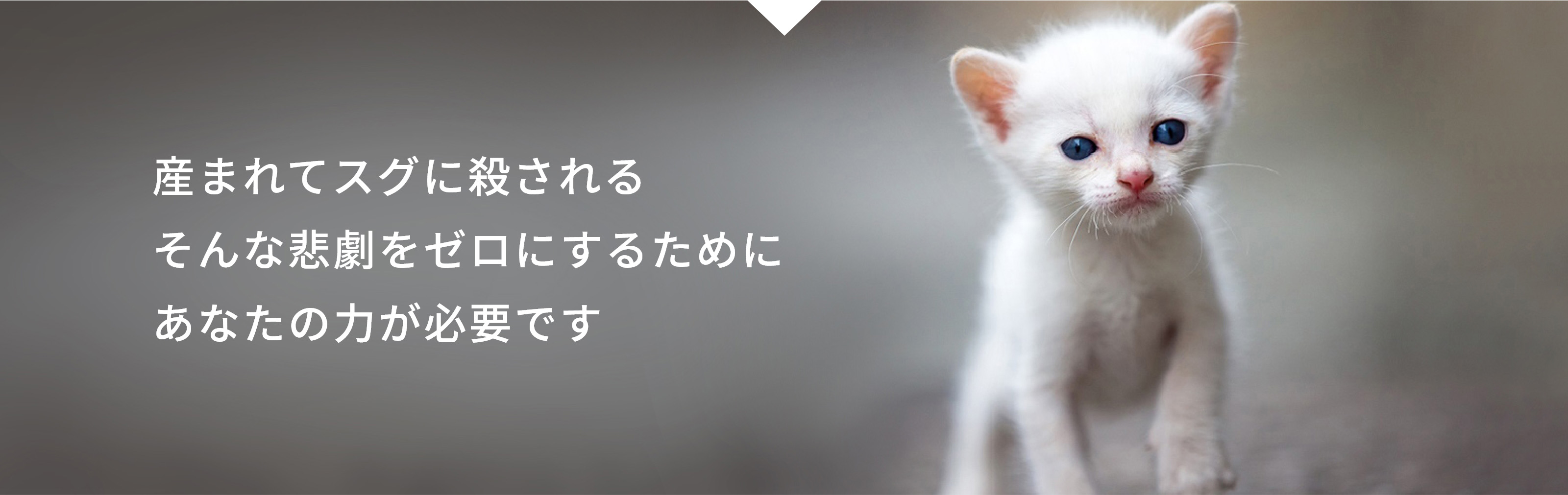 産まれてスグに殺されるそんな悲劇をゼロにするためにあなたの力が必要です