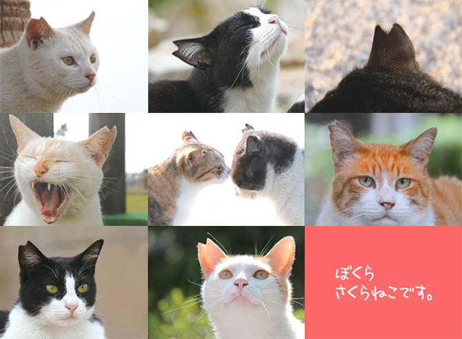 さくらねこ♥ＴＮＲとは (TNR先行型地域猫） – どうぶつ基金