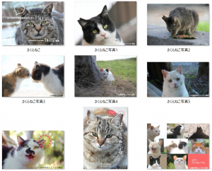 さくらねこ写真セットサムネイル