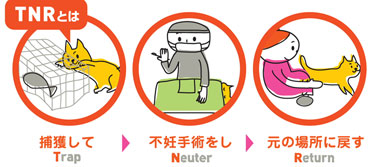 TNRとは