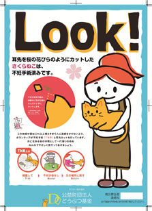 flyer_03 さくらねこフライヤー