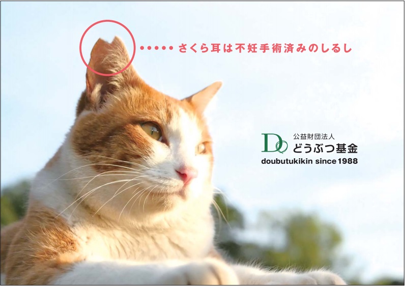 横長冊子