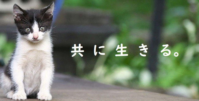 プレスリリース 奄美大島に猫の無料不妊手術専門病院を8月15日オープン どうぶつ基金