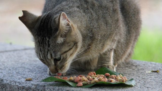 猫の餌やりは悪 どうぶつ基金