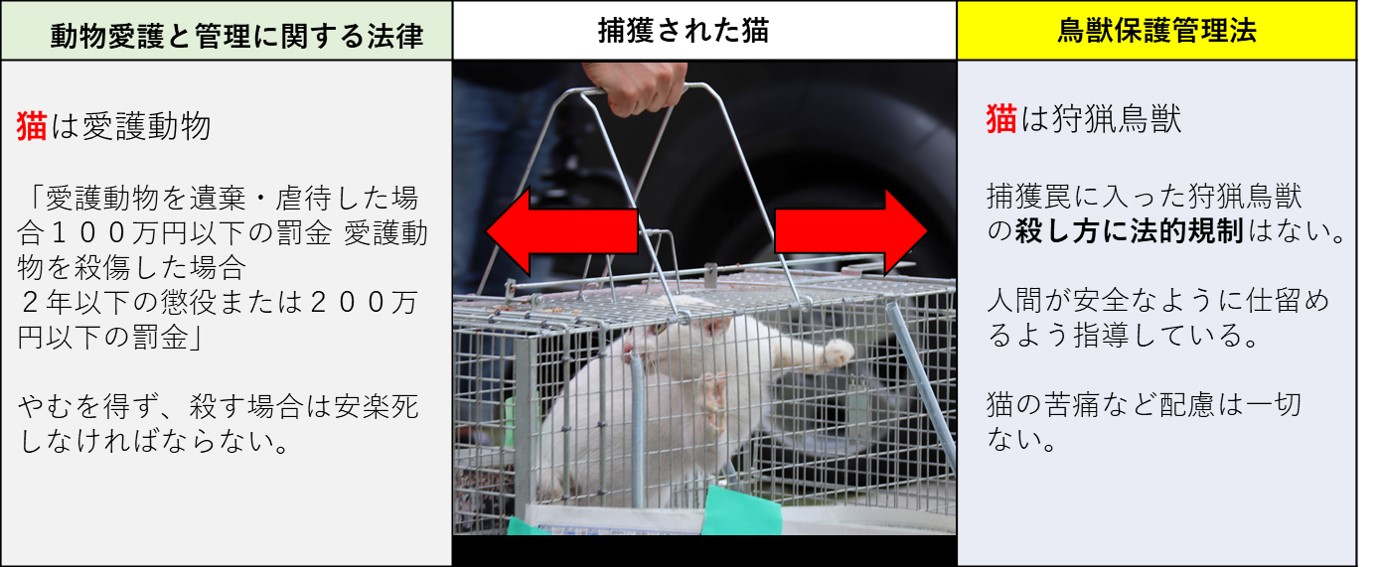 同じ猫 イエネコ なのにノラネコとノネコ こんなに違う どうぶつ基金