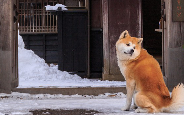 外飼いはやめよう 犬猫も寒いのだ どうぶつ基金