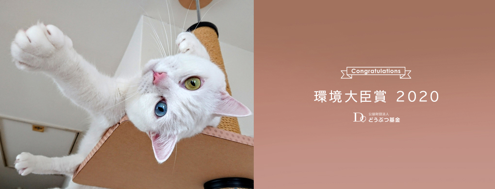 いのちつないだ ワンニャン写真 動画コンテスト どうぶつ基金 いのちつないだ ワンニャン写真 動画コンテスト どうぶつ基金