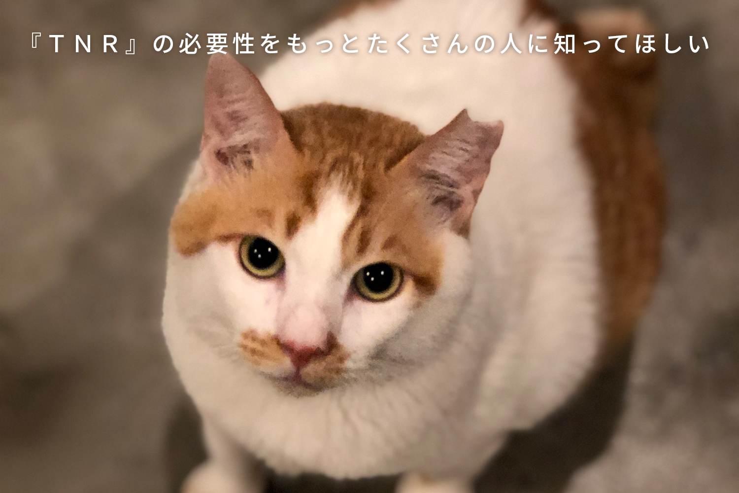 さくらねこの日 – どうぶつ基金