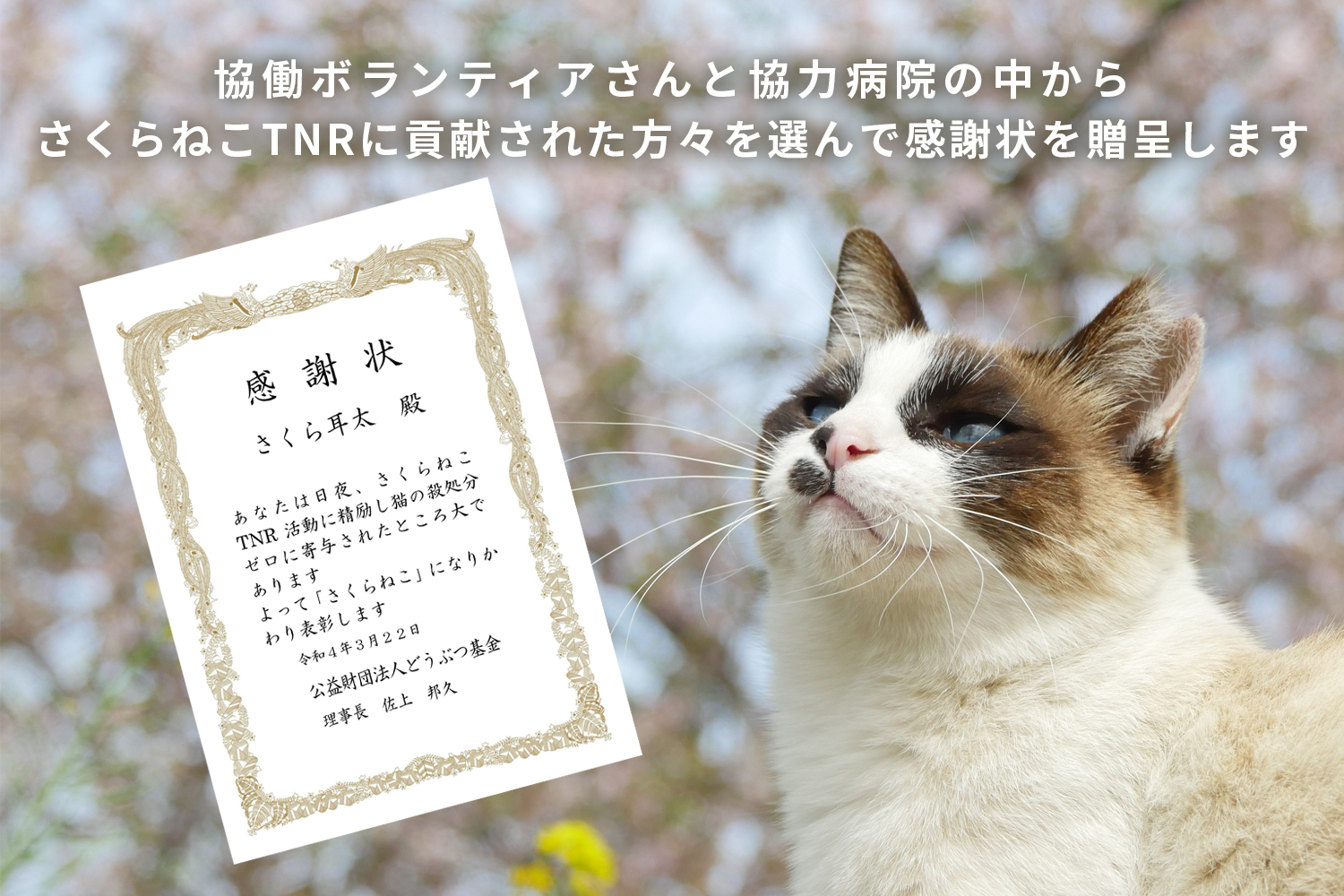 さくらねこの日 – どうぶつ基金