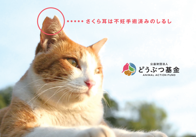 横長冊子