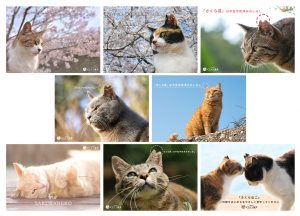 さくらねこ写真セット