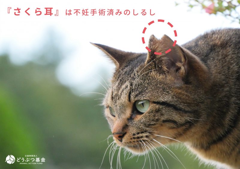 さくらねこ ｔｎｒとは Tnr先行型地域猫 どうぶつ基金