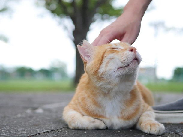 餌やりさんと猫ボラさんと看板と – どうぶつ基金