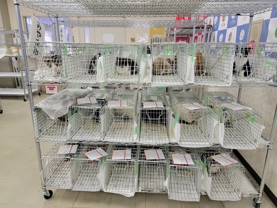 福岡県内の行政から搬送された飼い主のいない猫たち。不妊手術を受けて「さくらねこ」になります。