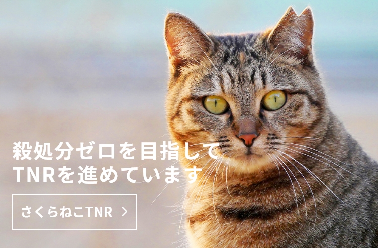 さくらねこTNR