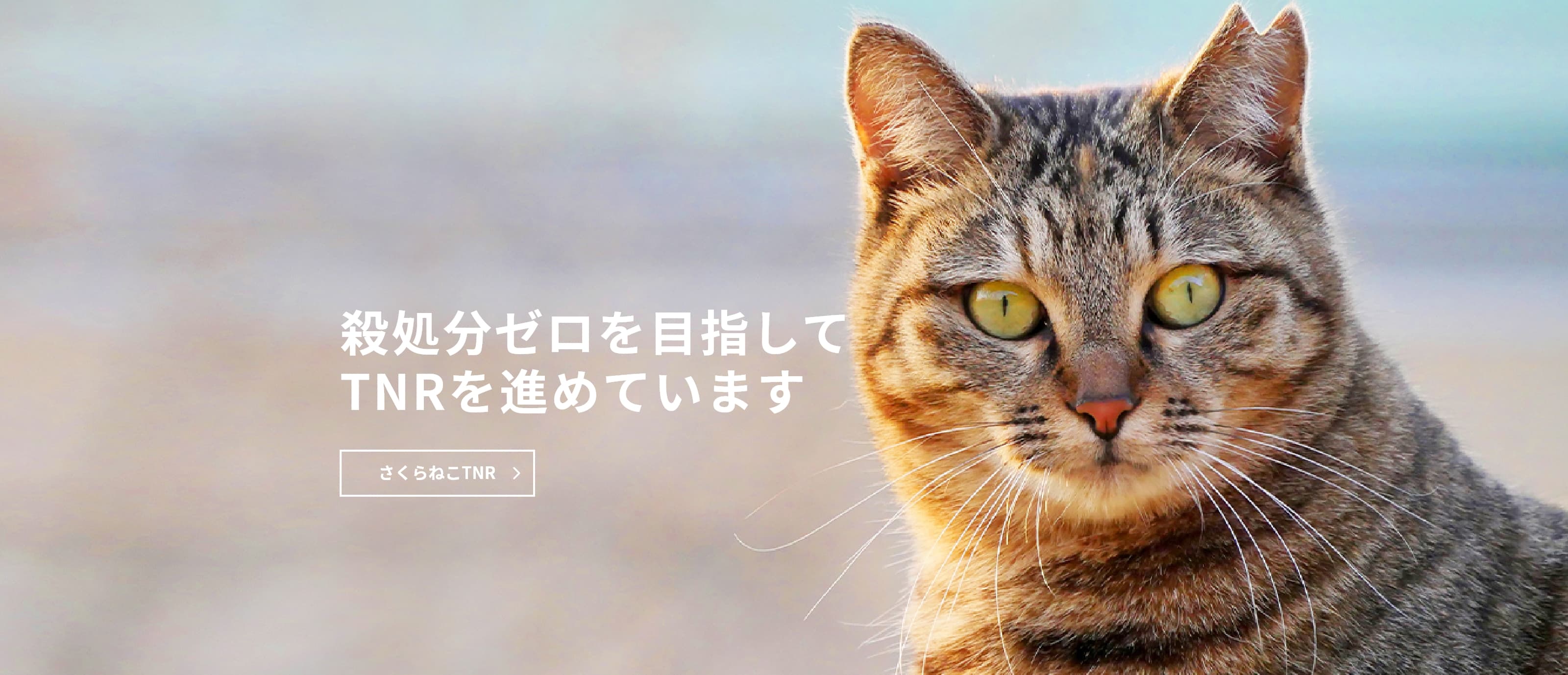 さくらねこTNR