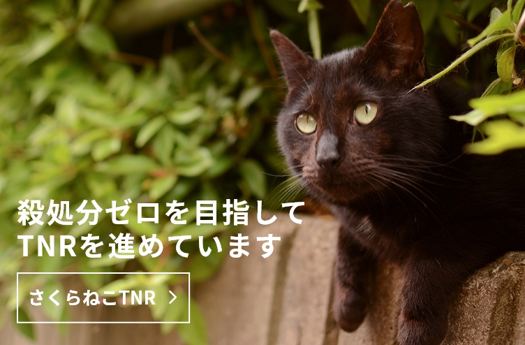 さくらねこTNR