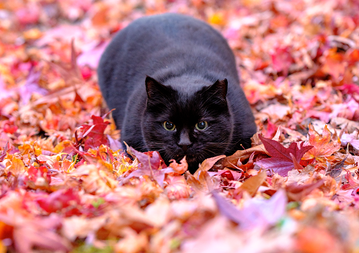 2023年度 審査員特別賞 受賞作品「真っ赤な絨毯」