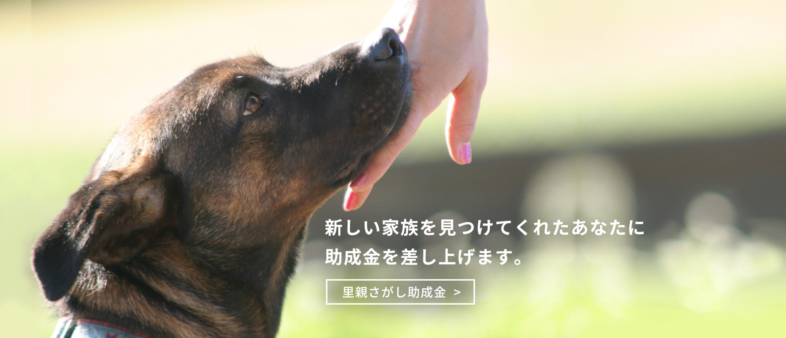 里親さがし助成金