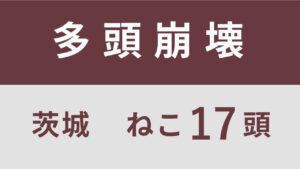 45_茨城県稲敷市多頭飼育救済支援レポート(行政枠）　　　