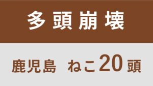 3_鹿児島県鹿児島市多頭飼育救済レポート（行政枠）