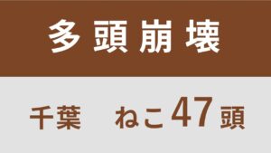 13_千葉県千葉市多頭飼育救済レポート（行政枠）