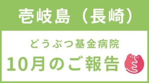 壱岐島TNR地域集中プロジェクト 10月ご報告！