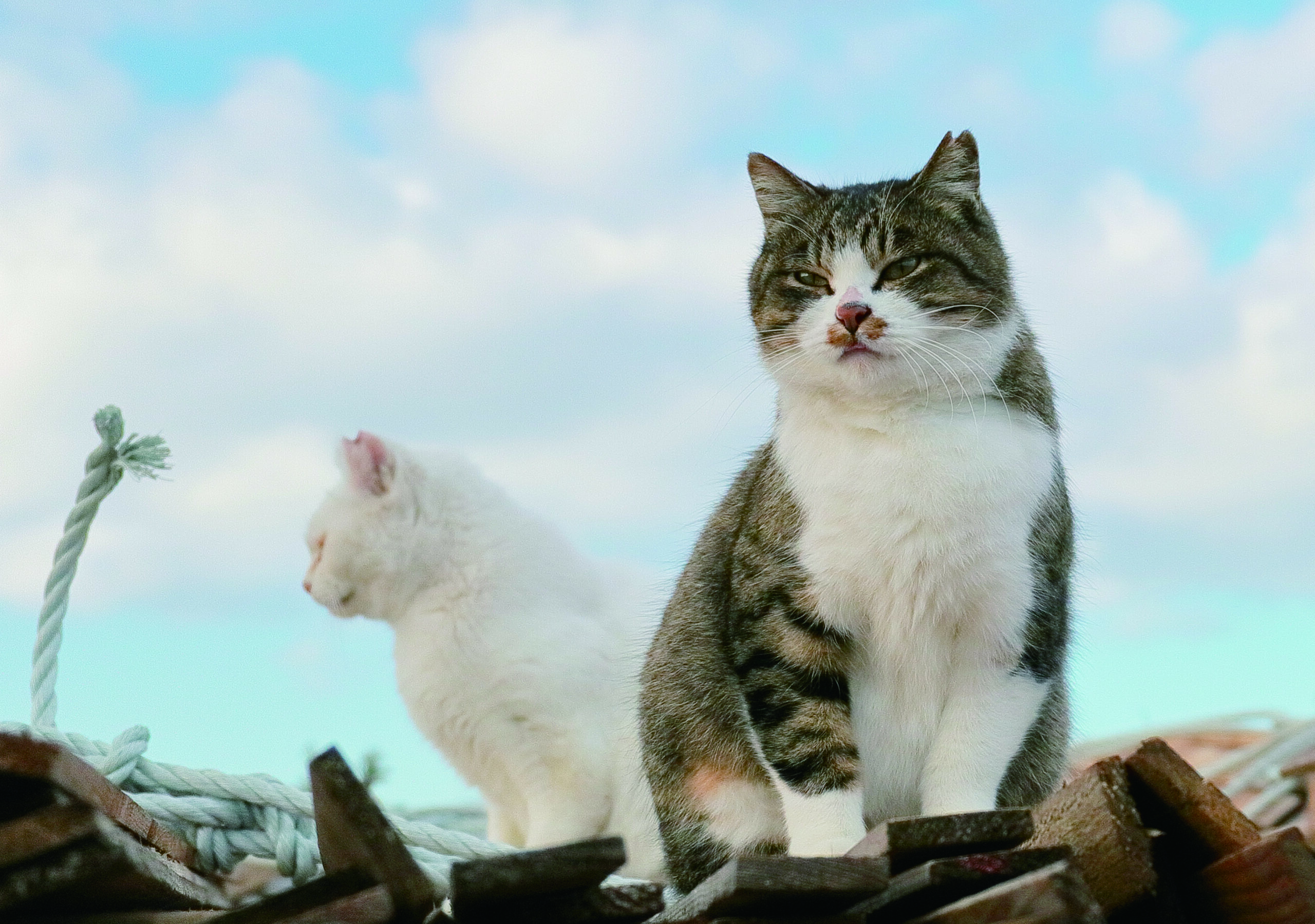 画像に alt 属性が指定されていません。ファイル名: c13806eae454d9f8f8f08b3e2e2e0e74-1024x720.jpg