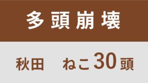 29_秋田県能代市多頭飼育救済支援レポート(行政枠）※同案件2回目
