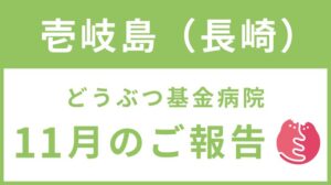 壱岐島TNR地域集中プロジェクト 11月ご報告!