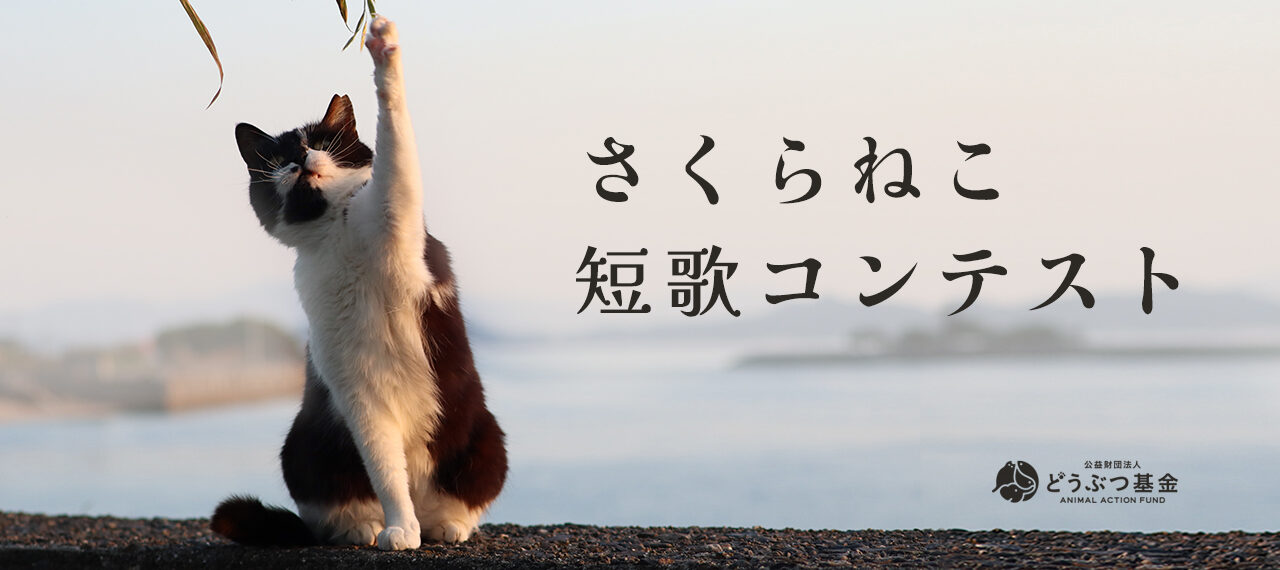 さくらねこ短歌コンテスト
