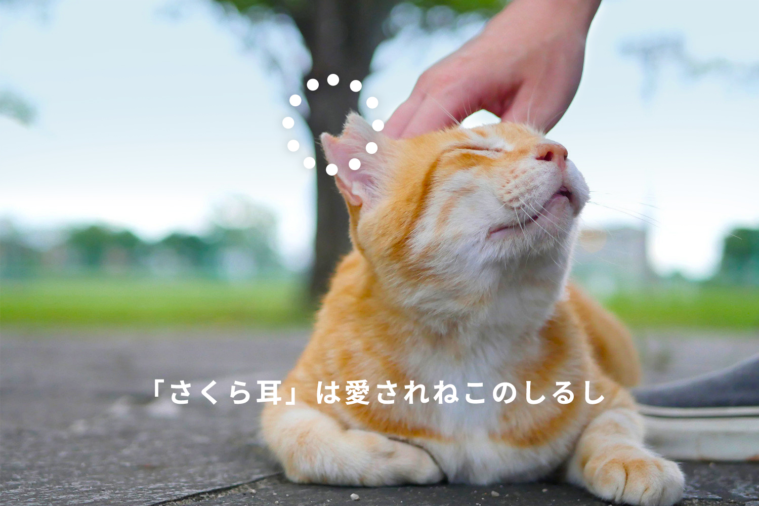 「さくら耳」は愛されねこのしるし