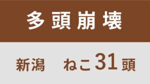 45_新潟県十日町市多頭飼育救済支援レポート(行政枠)