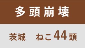 63_茨城県龍ケ崎市多頭飼育救済支援レポート(行政枠)