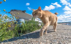 【さくらねこ便り】「沖縄さくらねこ無料不妊手術実績」を更新しました!