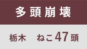 14_栃木県宇都宮市多頭飼育救済支援レポート(行政枠)※同案件2回目