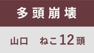 9_山口県下関市多頭飼育救済支援レポート(行政枠)