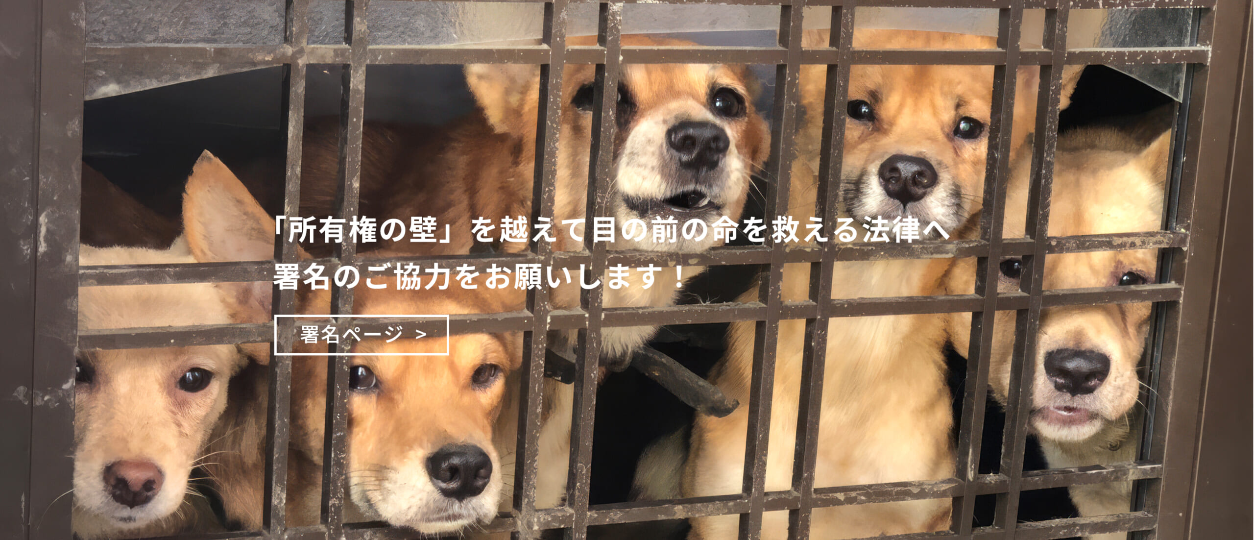 動物愛護法改正の署名にご協力ください