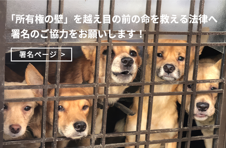 動物愛護法改正の署名にご協力ください